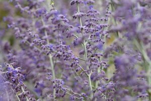 Garsington Lavendula, 2009